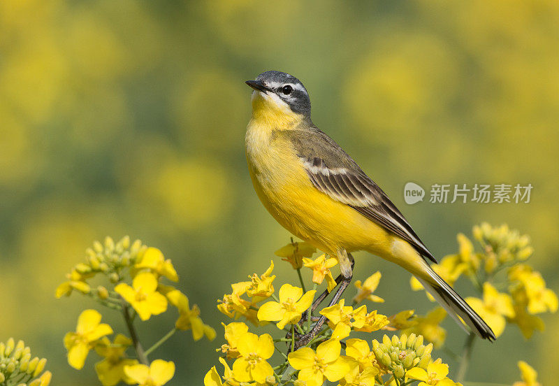 西黄瓦格尾 （莫塔西拉弗拉瓦） 油菜花